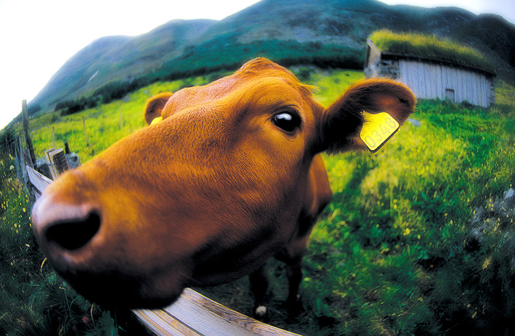 -- cow