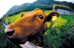 -- cow
