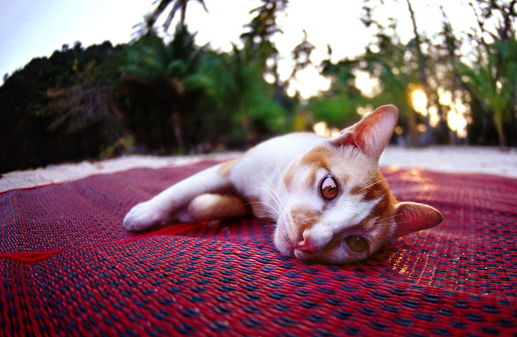 -- cat