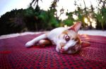 -- cat