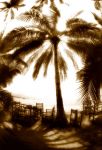 -- palm